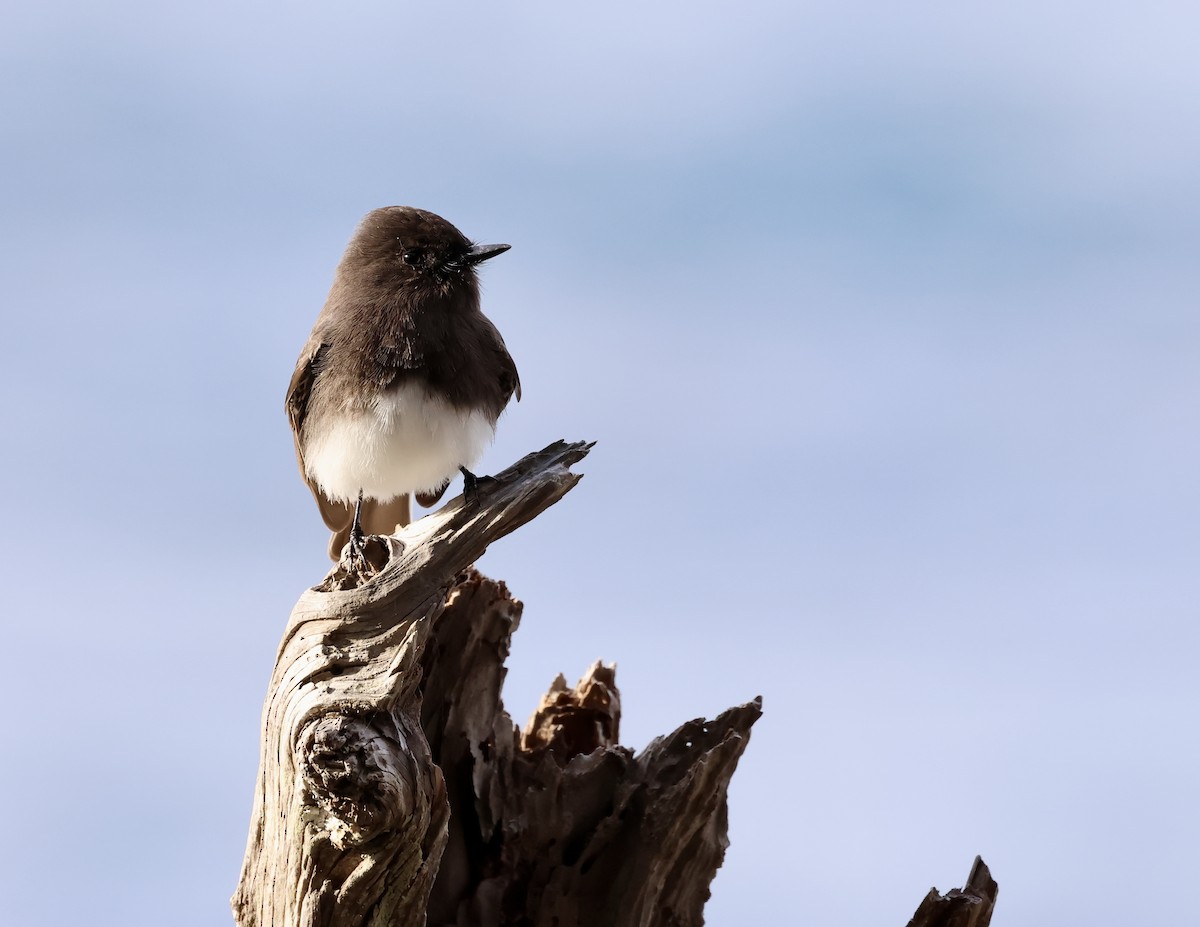 Moucherolle noir - ML646332705