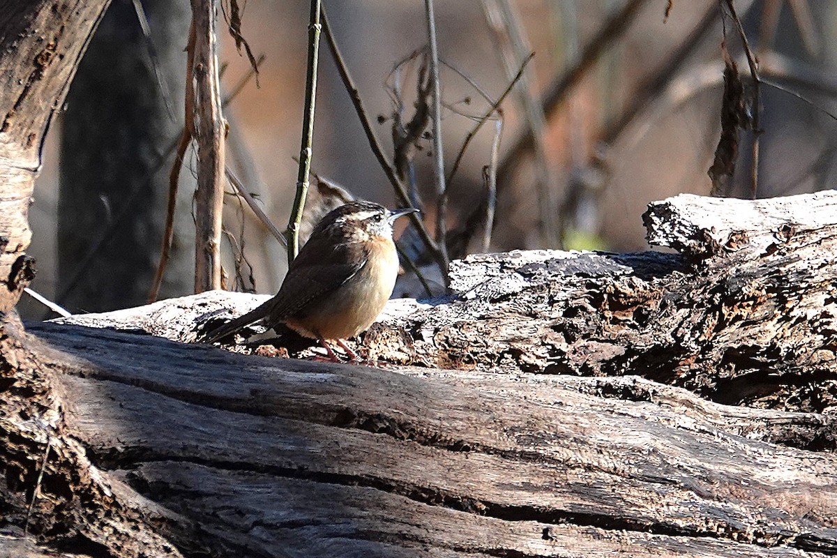 Carolina Wren - ML646332706