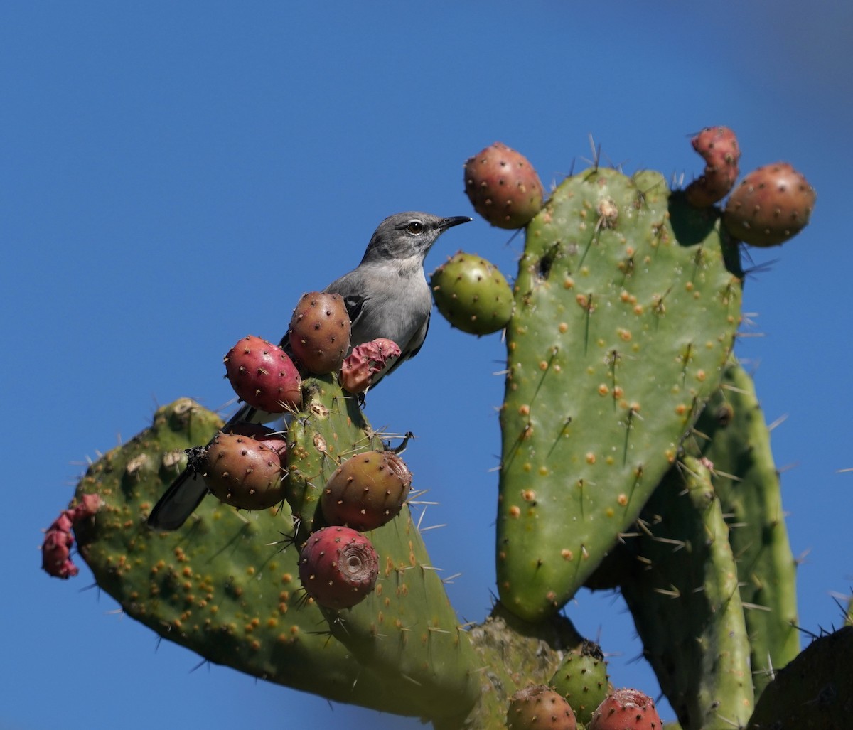 Northern Mockingbird - ML646332707