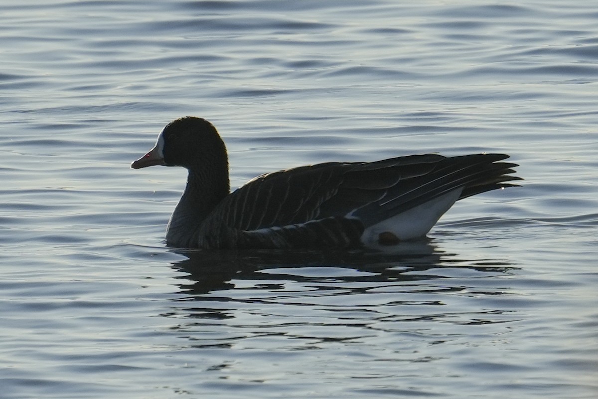 Greater White-fronted Goose - ML646332717