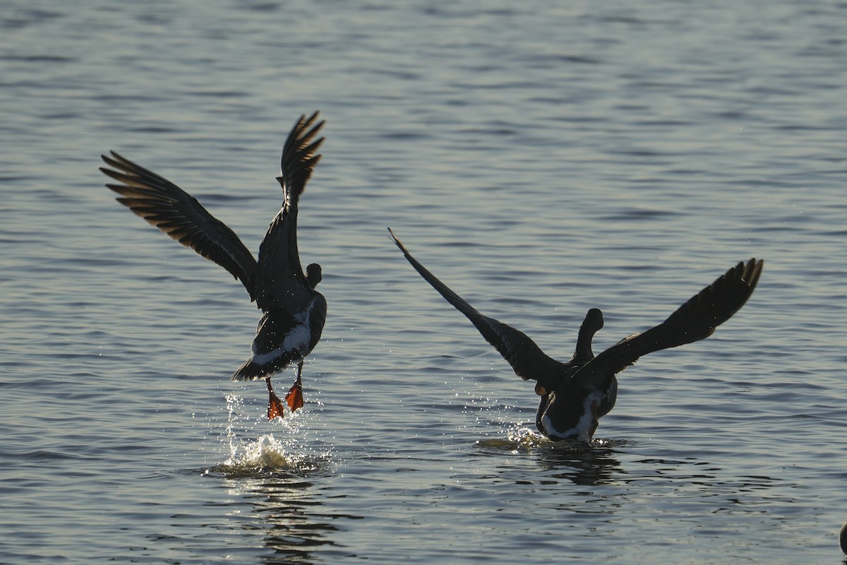 Greater White-fronted Goose - ML646332718