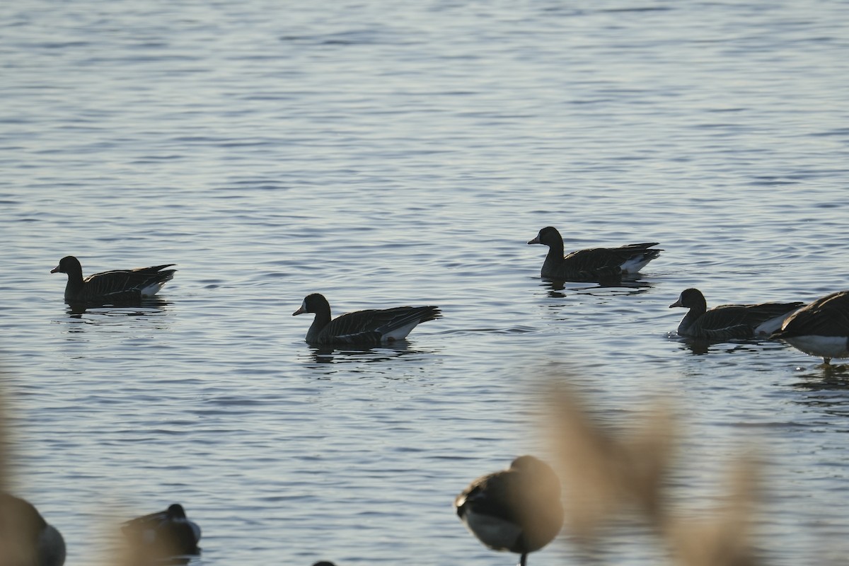 Greater White-fronted Goose - ML646332719