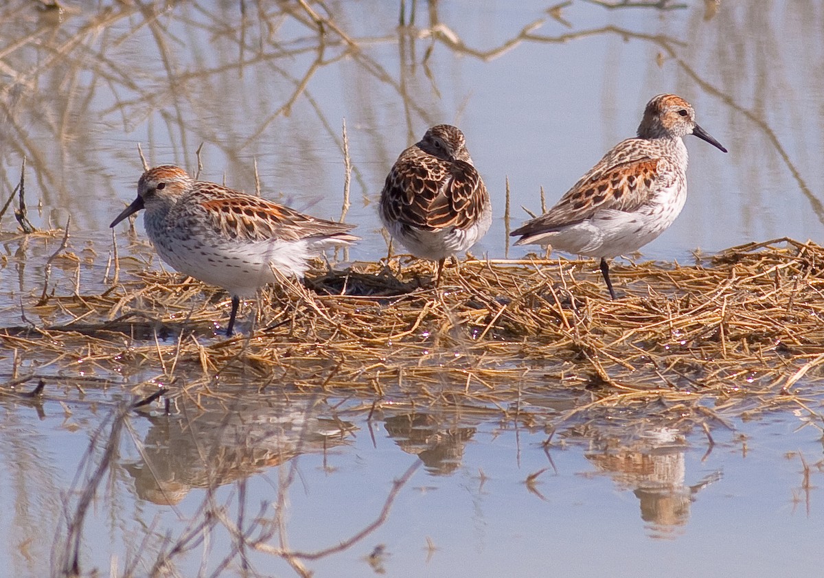 Least Sandpiper - ML646332739