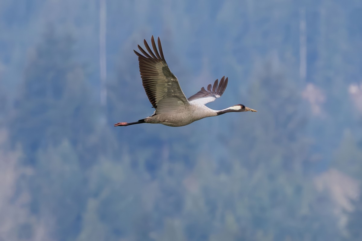 Common Crane - ML646332744