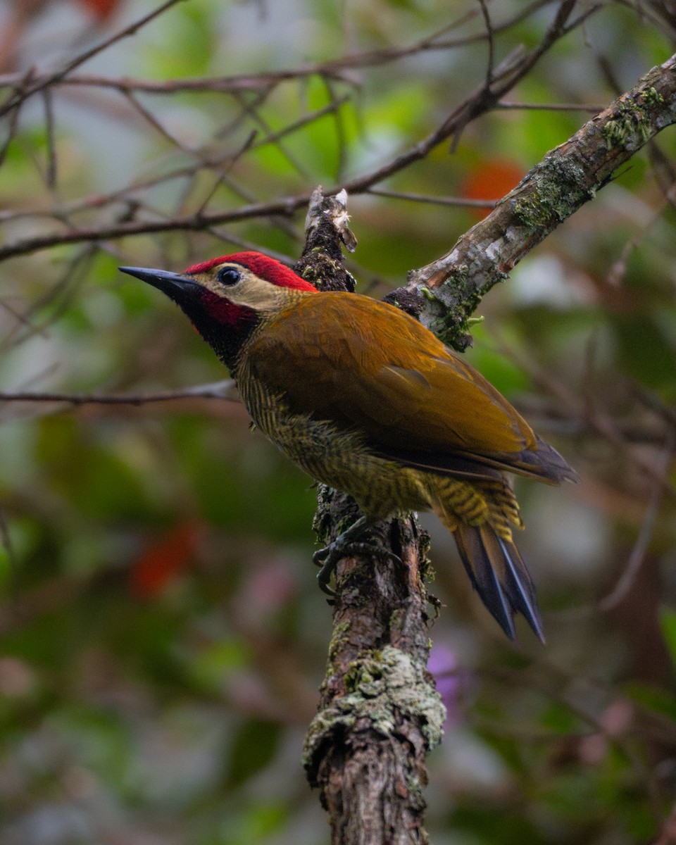 Golden-olive Woodpecker - ML646332750