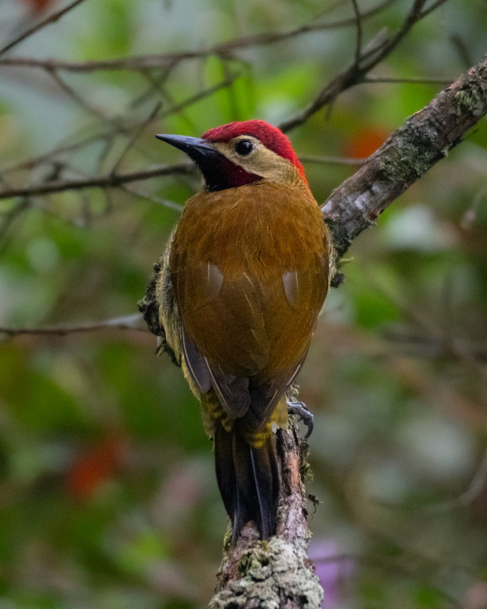 Golden-olive Woodpecker - ML646332751