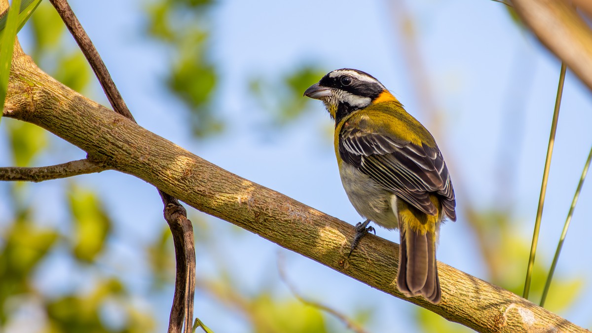 Puerto Rican Spindalis - ML646332752