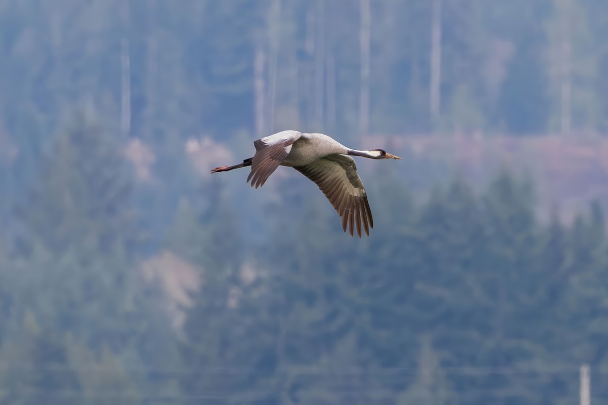 Common Crane - ML646332753