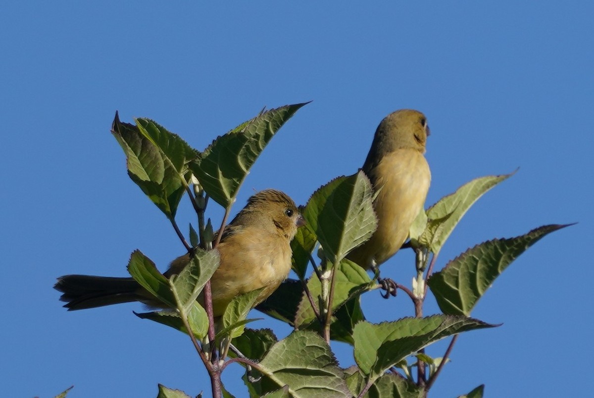 Cinnamon-rumped Seedeater - ML646332754