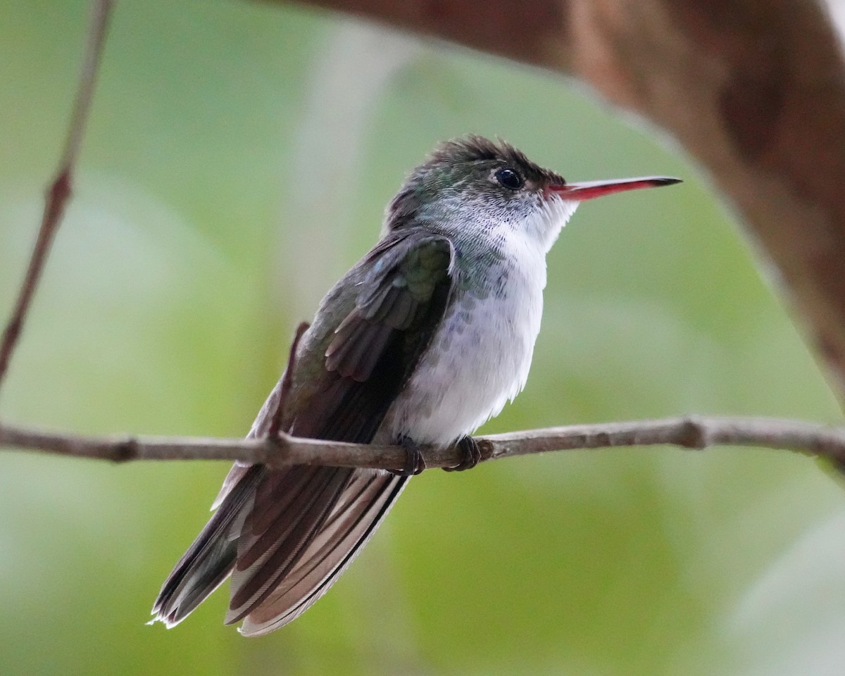 White-bellied Emerald - ML646332759