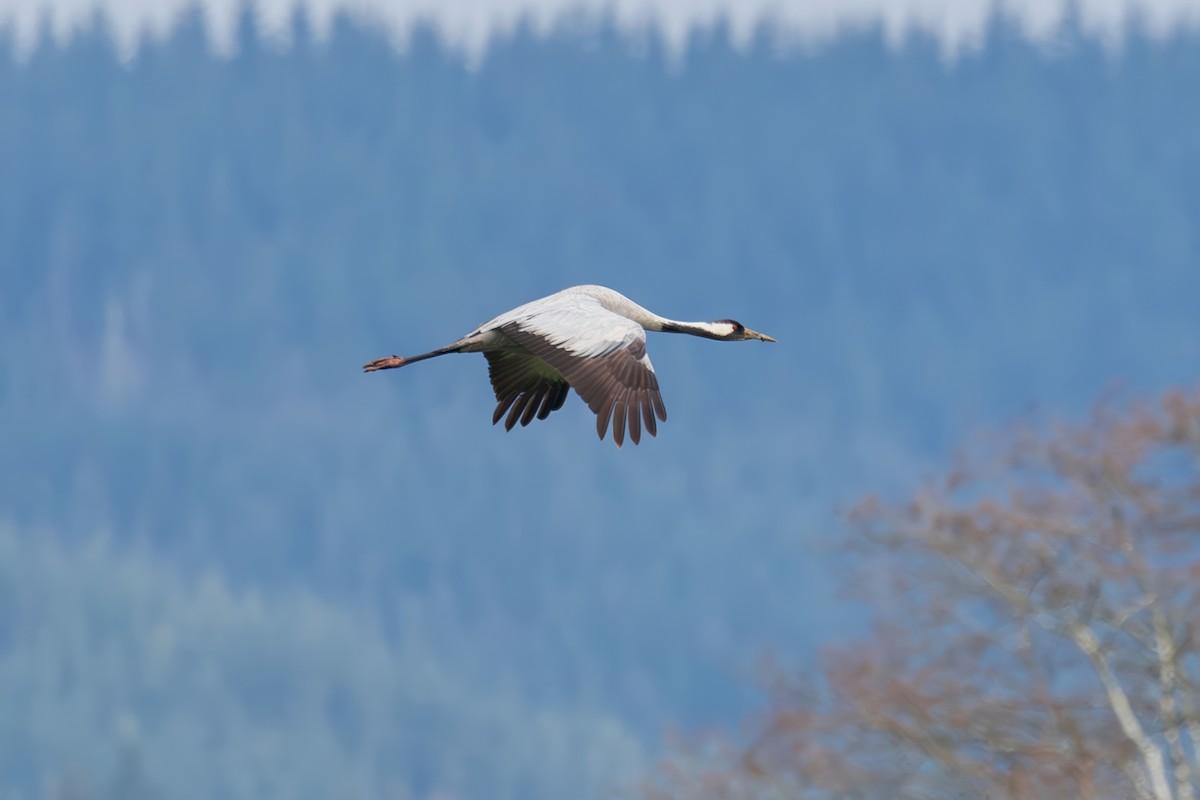 Common Crane - ML646332765