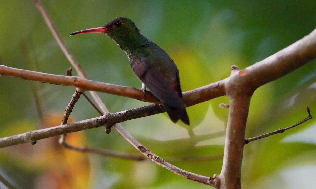 Rufous-tailed Hummingbird - ML646332766