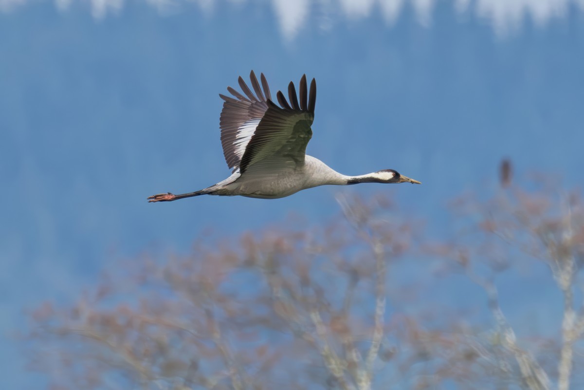 Common Crane - ML646332768