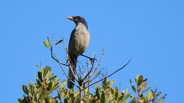 Florida Scrub-Jay - ML646332771