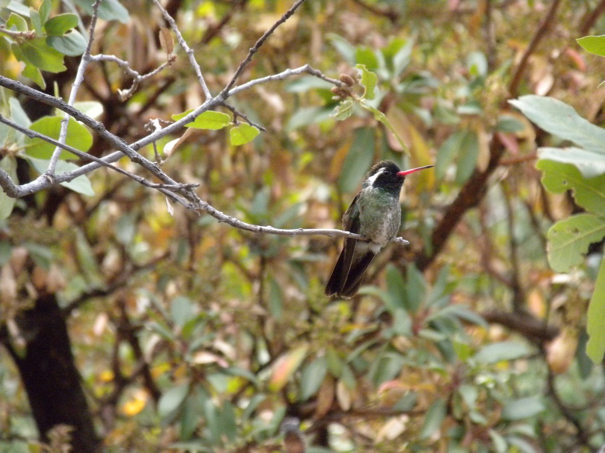 White-eared Hummingbird - ML646332772