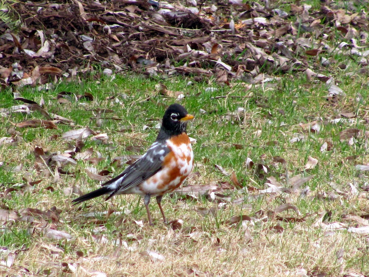 American Robin - ML646332776
