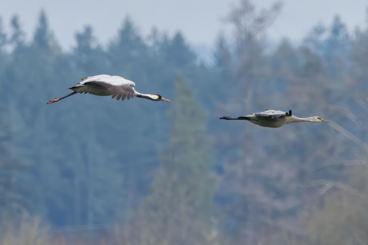 Common Crane - ML646332777