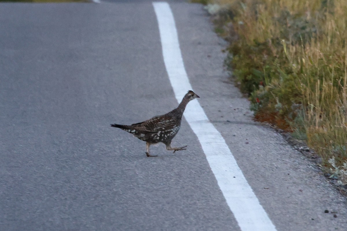 Dusky Grouse - ML646332785