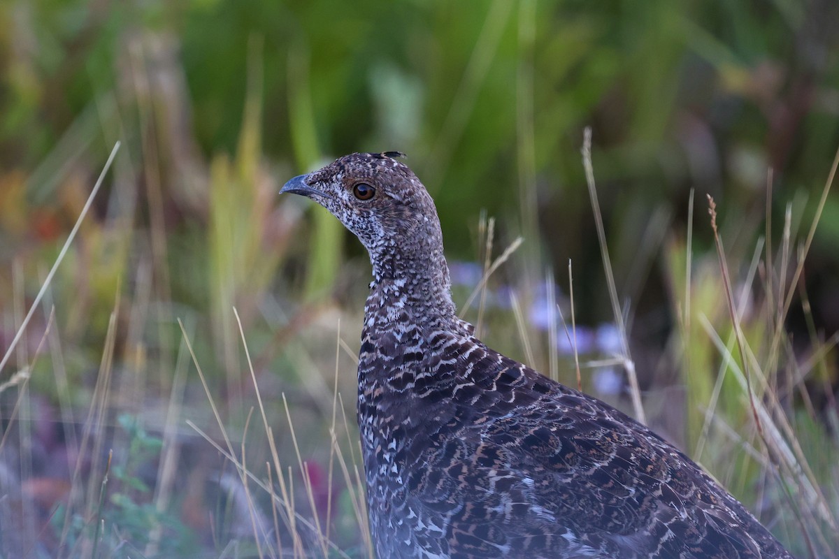 Dusky Grouse - ML646332786
