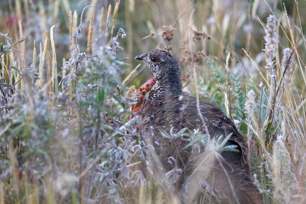 Dusky Grouse - ML646332787