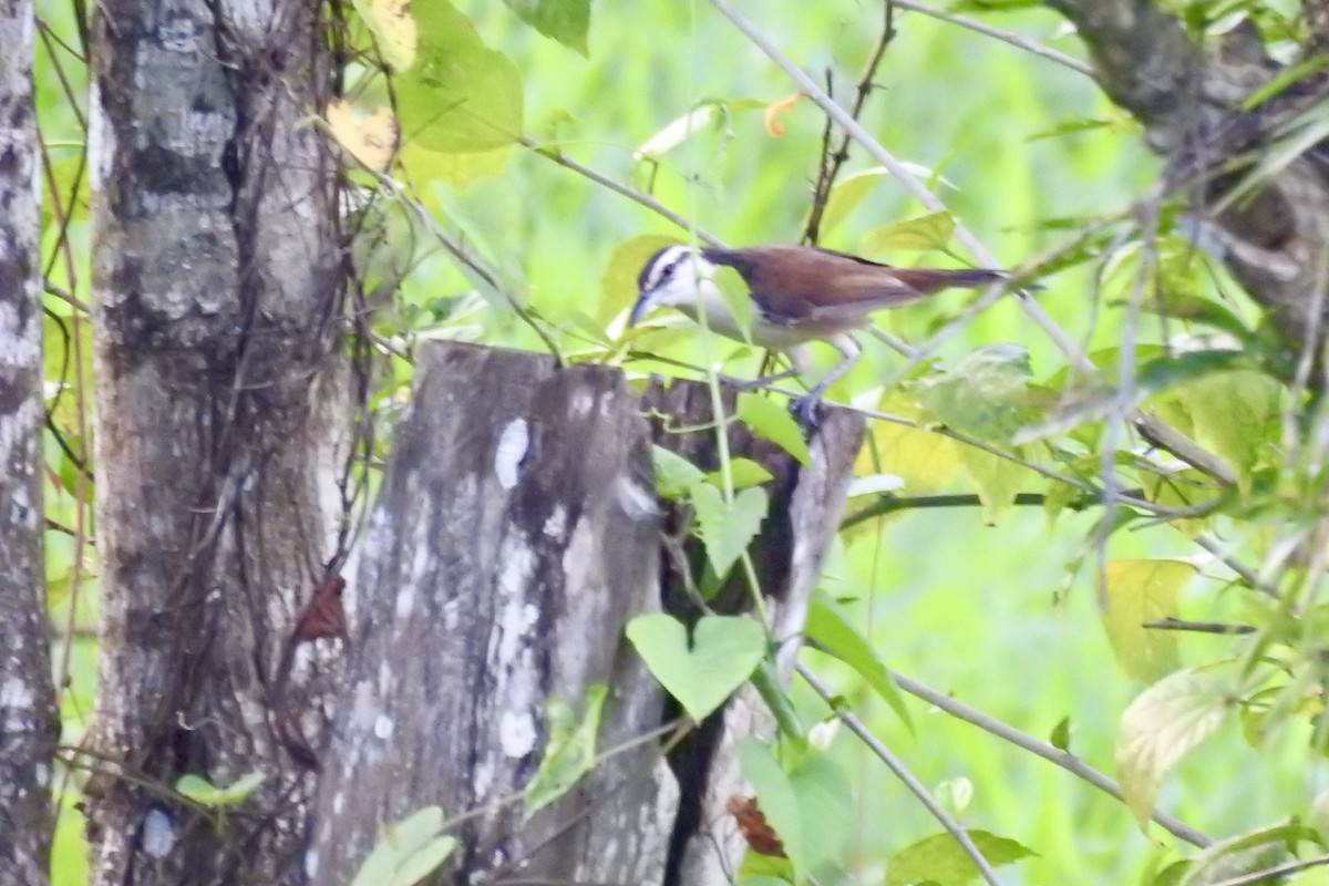 Bicolored Wren - ML646332788