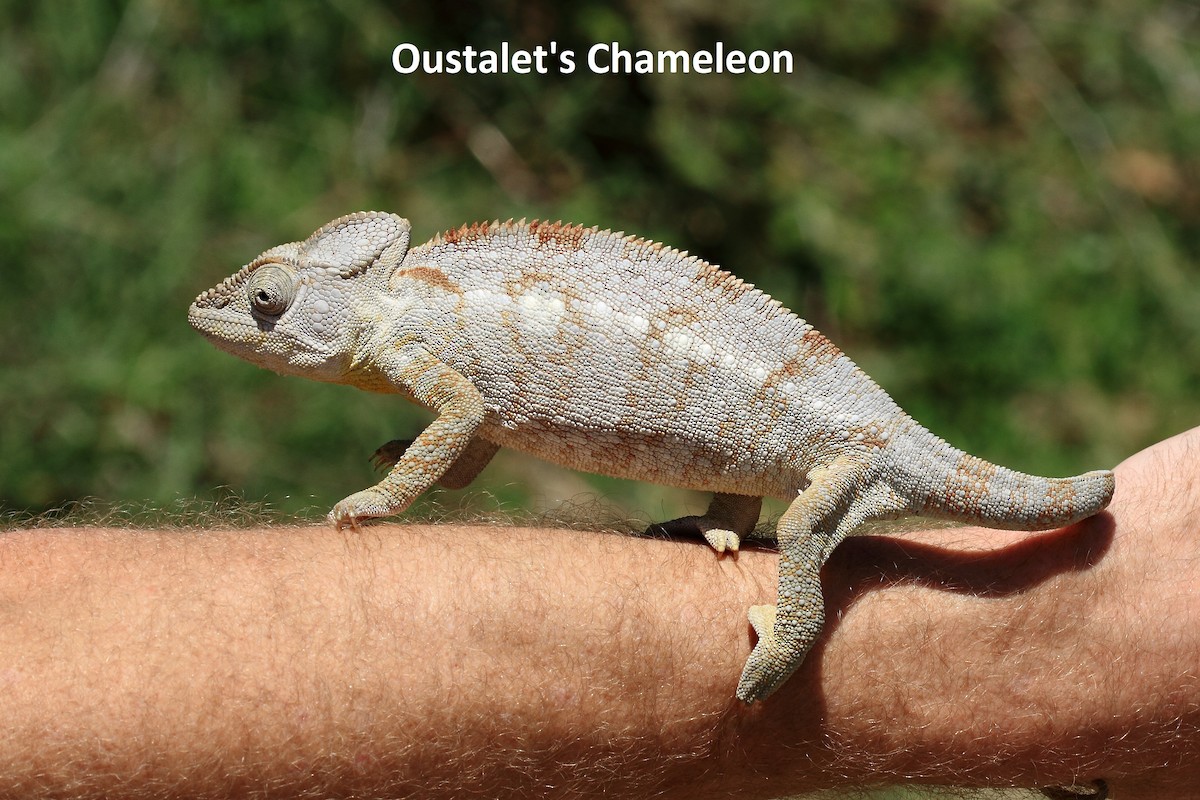 Camaleonte gigante di Oustalet - ML646332791