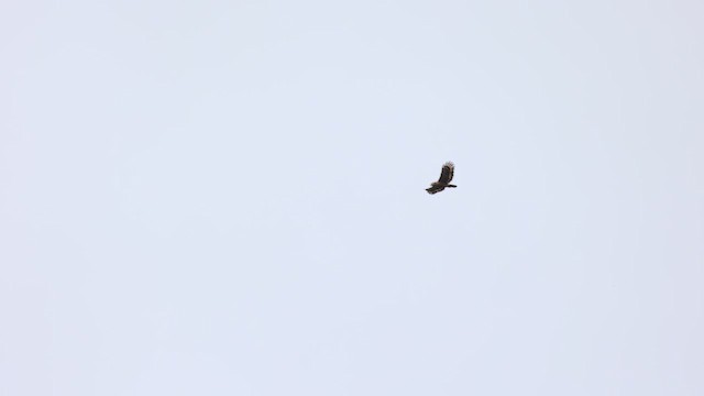 Philippine Serpent-Eagle - ML646332815