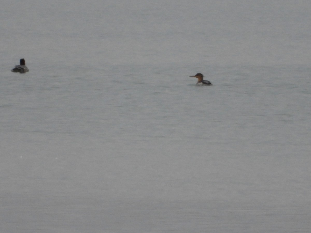 Крех середній - ML646332818