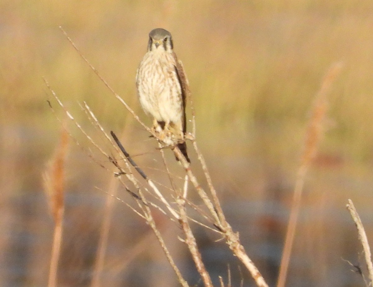 בז אמריקני - ML646332820