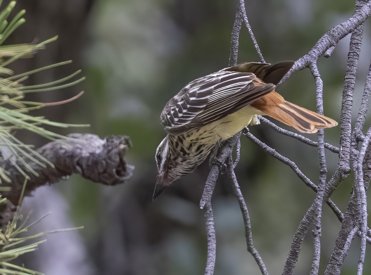 Sulphur-bellied Flycatcher - ML646332835