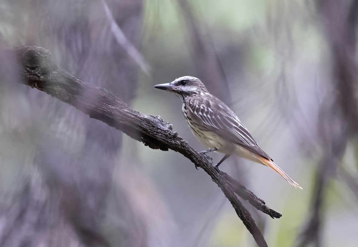 Sulphur-bellied Flycatcher - ML646332837