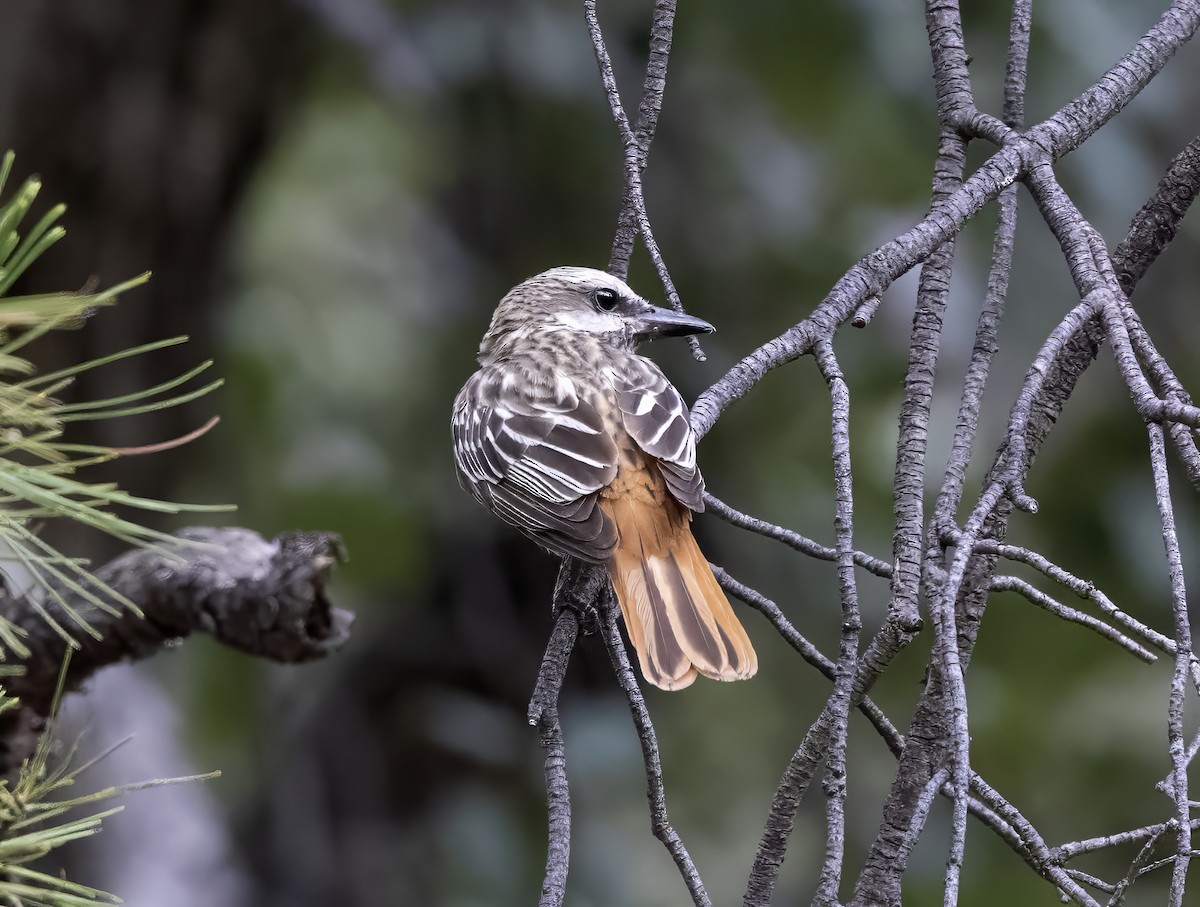 Sulphur-bellied Flycatcher - ML646332839