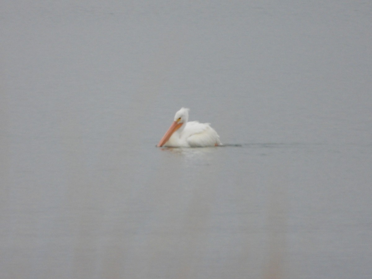 American White Pelican - ML646332840