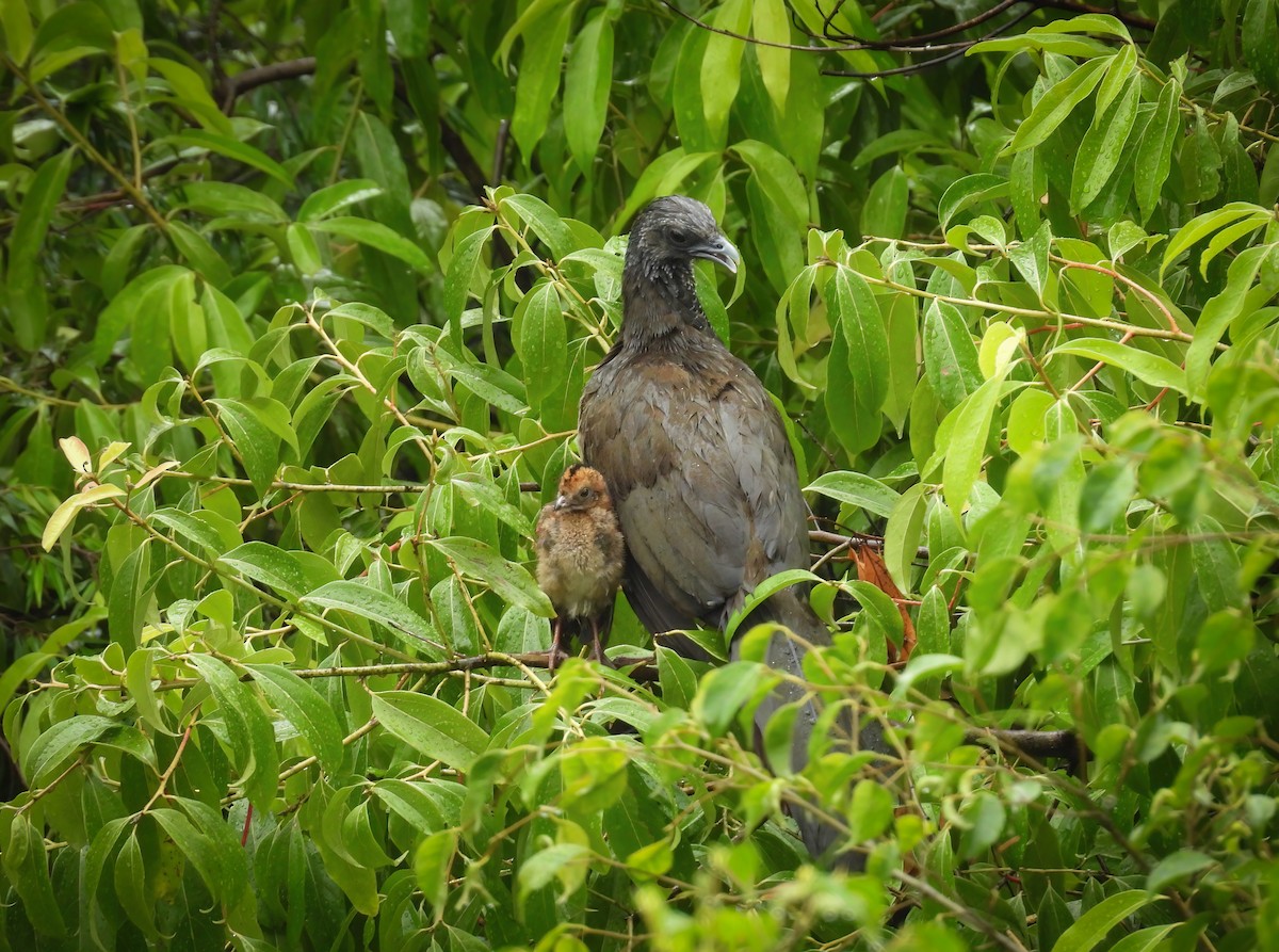 Colombian Chachalaca - ML646332844