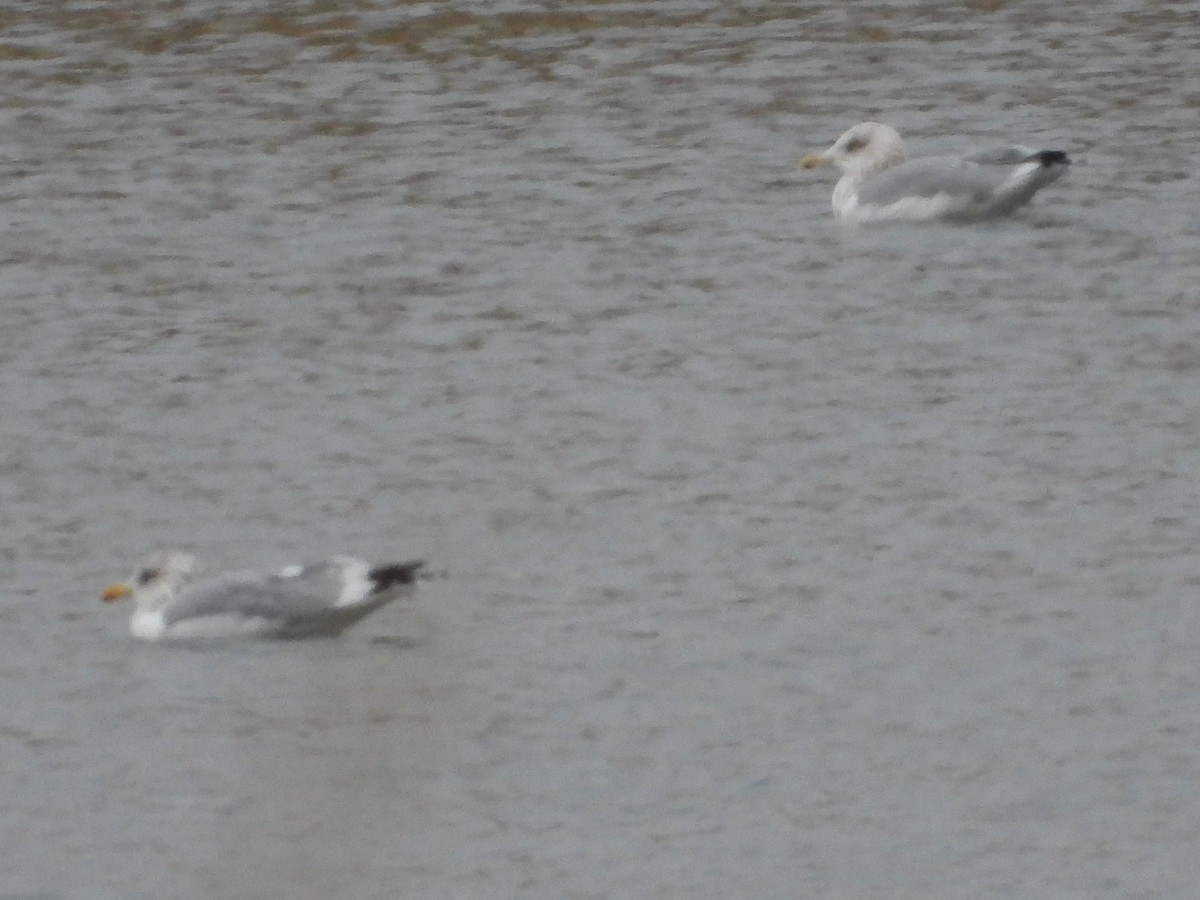American Herring Gull - ML646332847
