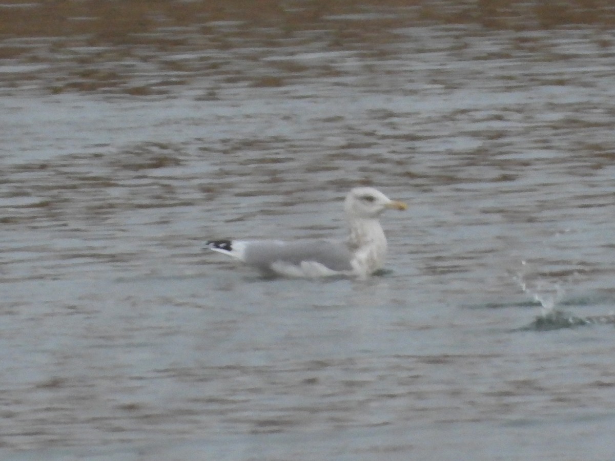 American Herring Gull - ML646332848