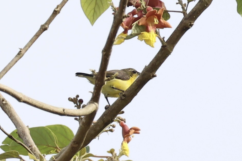 Garden Sunbird - ML646332849