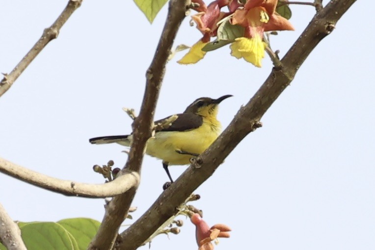 Garden Sunbird - ML646332850