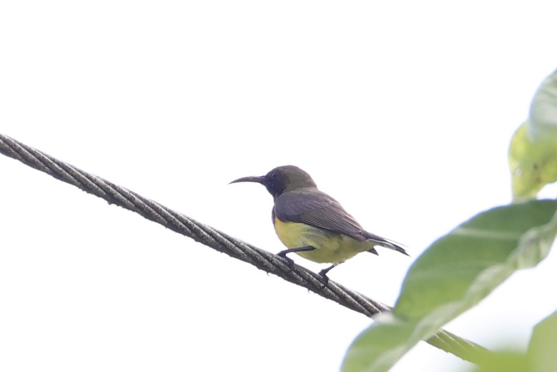 Garden Sunbird - ML646332851