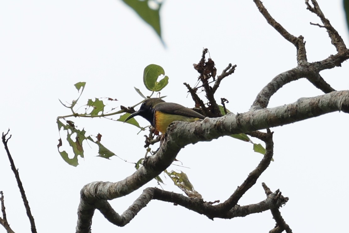 Garden Sunbird - ML646332852