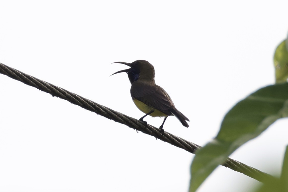 Garden Sunbird - ML646332853