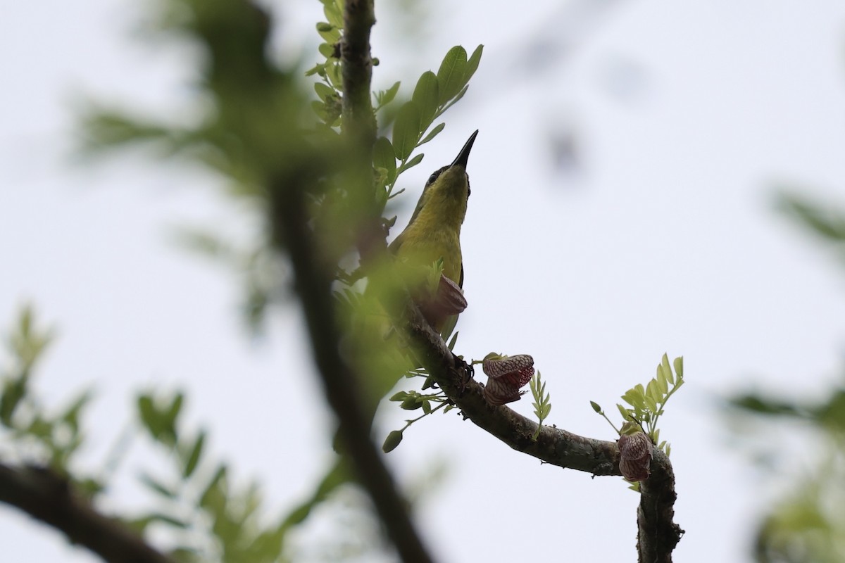 Garden Sunbird - ML646332854