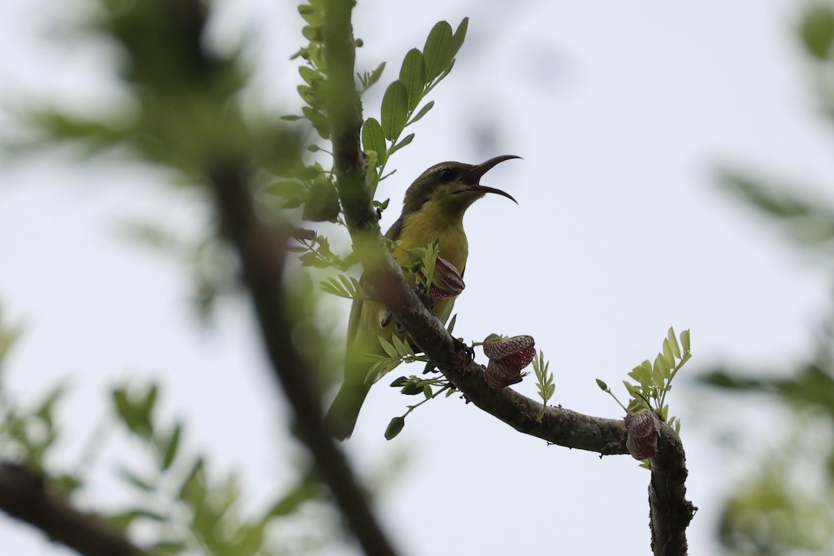 Garden Sunbird - ML646332855