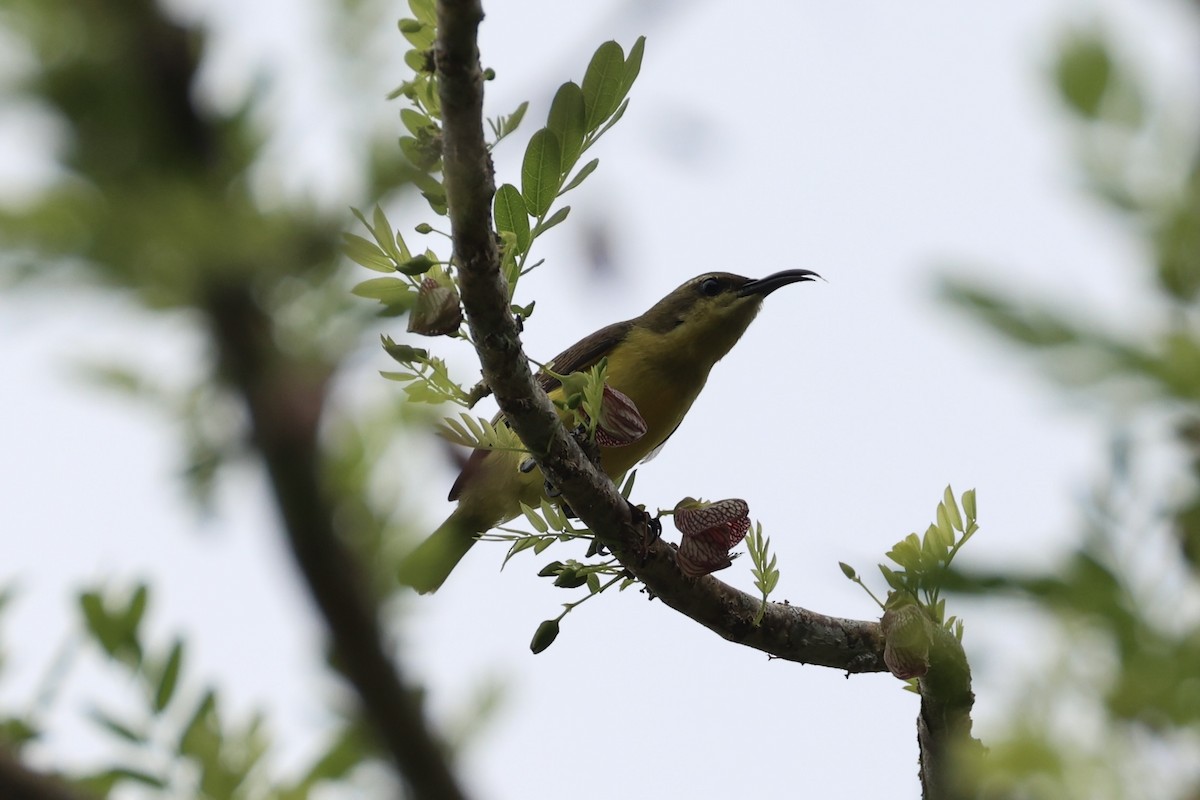 Garden Sunbird - ML646332856