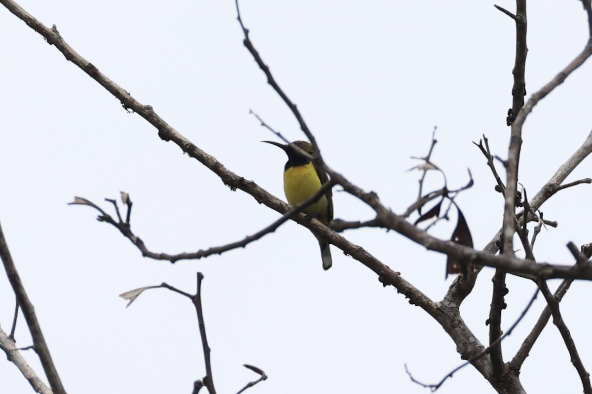 Garden Sunbird - ML646332857