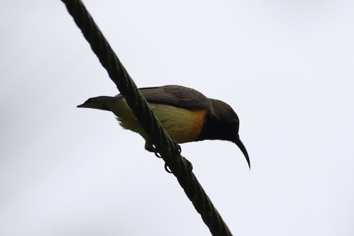 Garden Sunbird - ML646332858