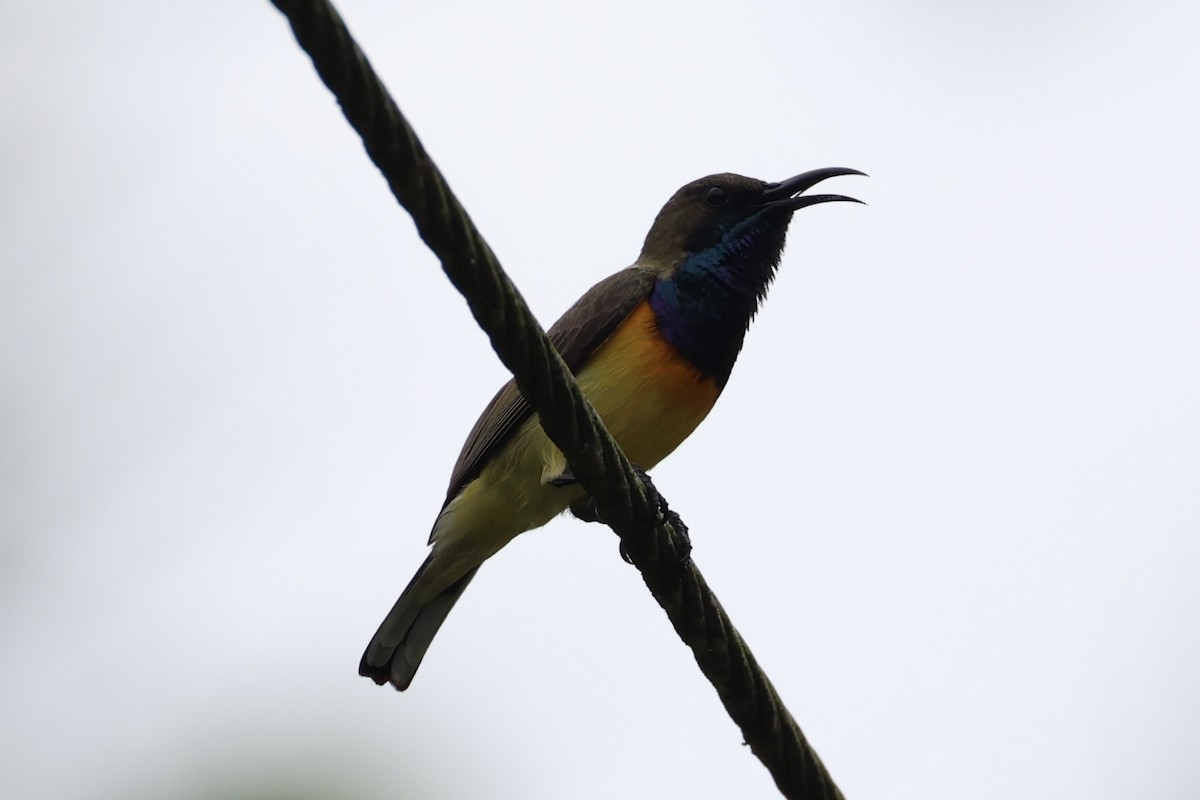 Garden Sunbird - ML646332859