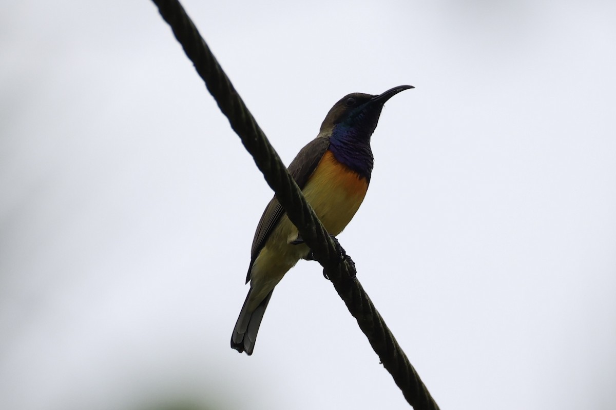Garden Sunbird - ML646332860