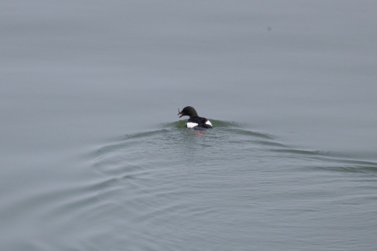 alkoun obecný - ML646332861