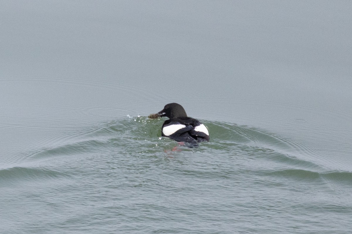 alkoun obecný - ML646332862